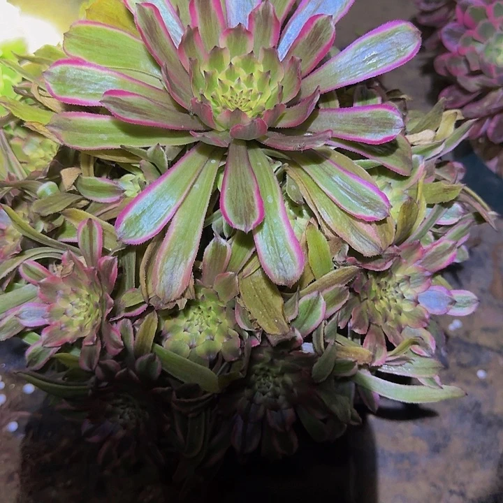 新品种粉黛“奥黛丽”亏本福利