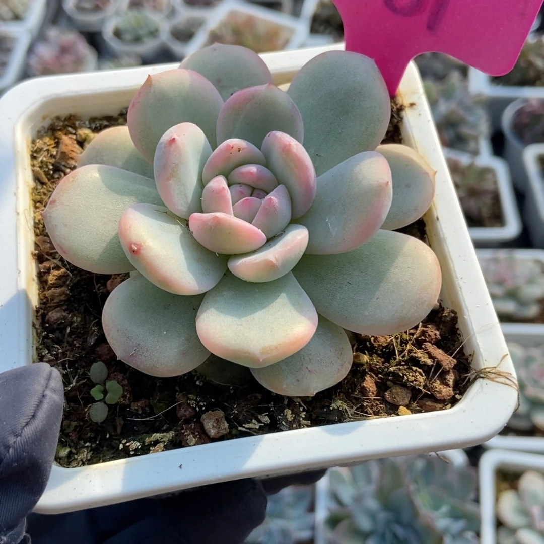 1981梦露锦多肉植物