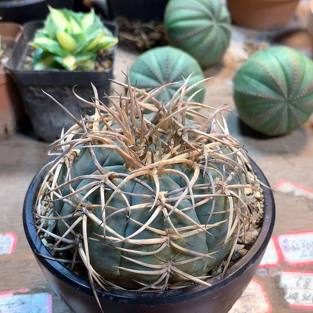 自根光灵玉