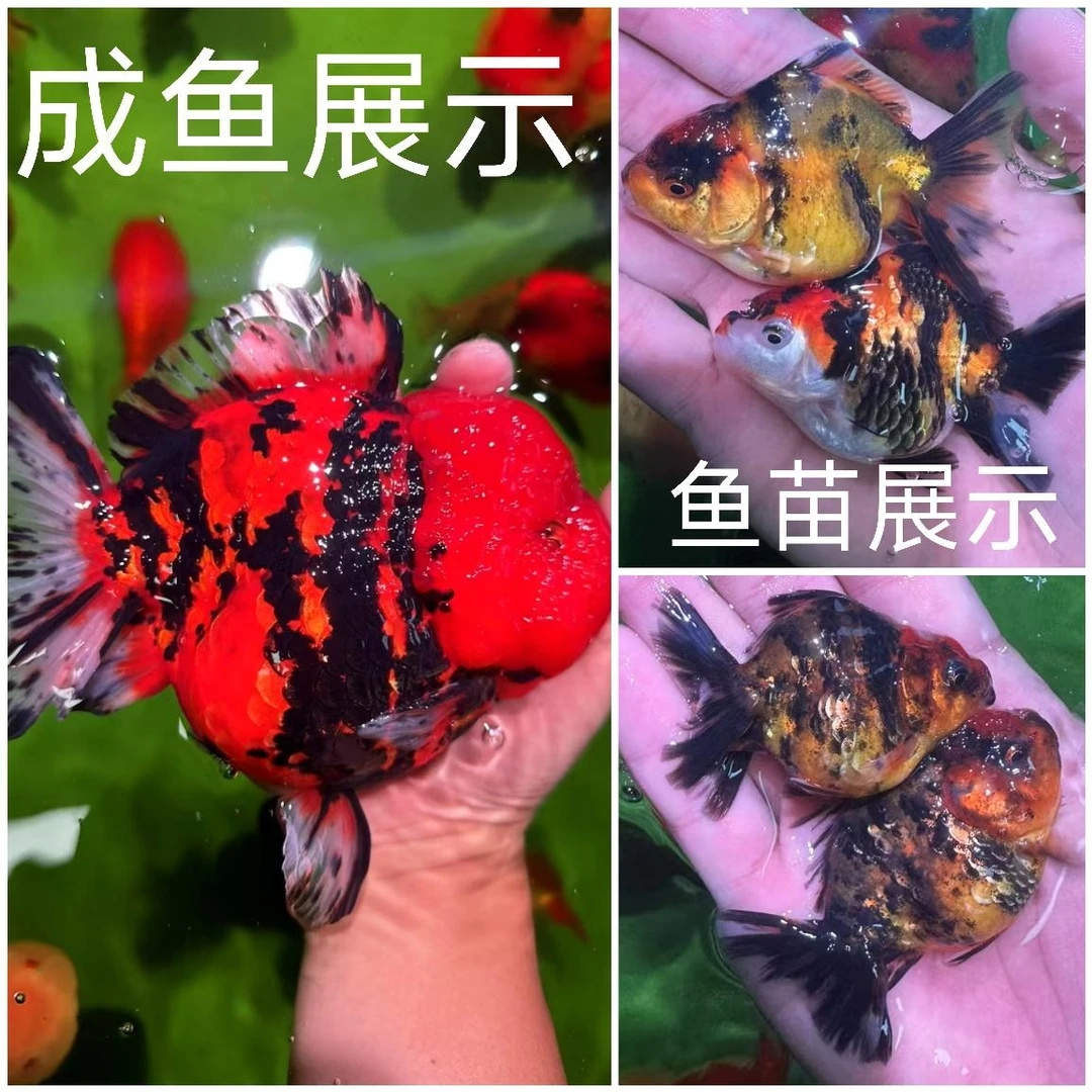 五老板优选泰狮苗子观赏金鱼活体冷水鱼好养易活