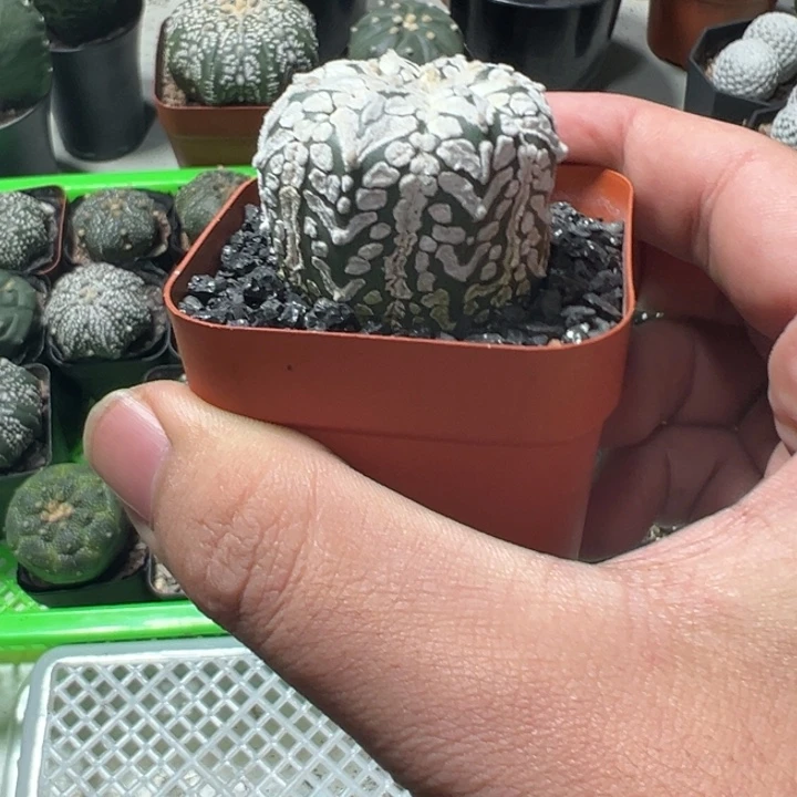 兜球竞拍不退不换