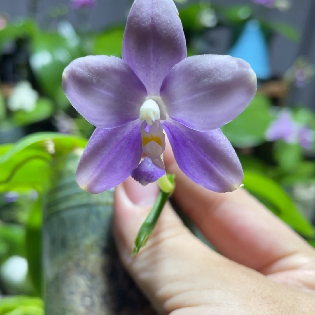 完全开放124叶瑕花期不保