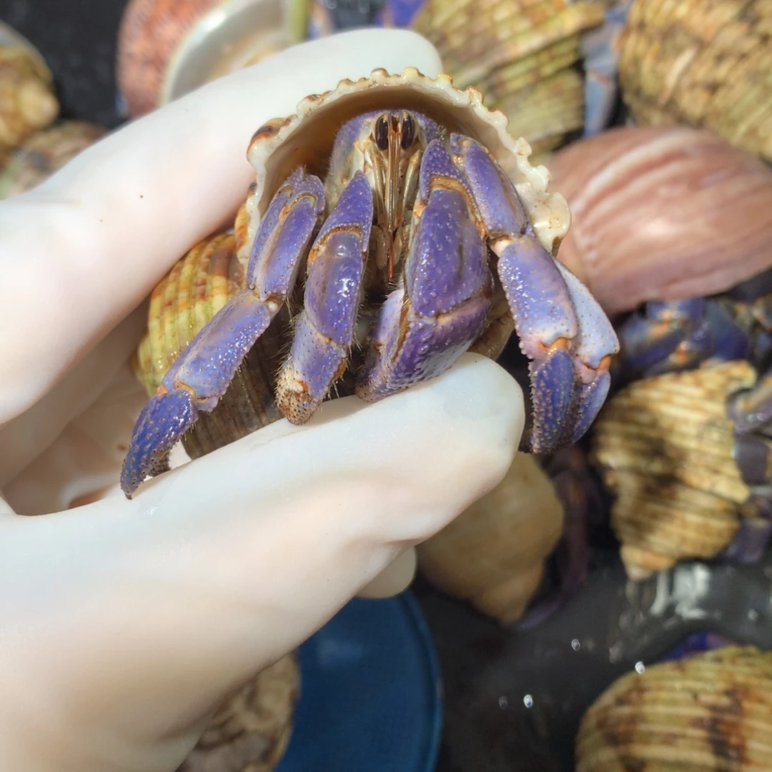 2.7淡紫粉不退不换