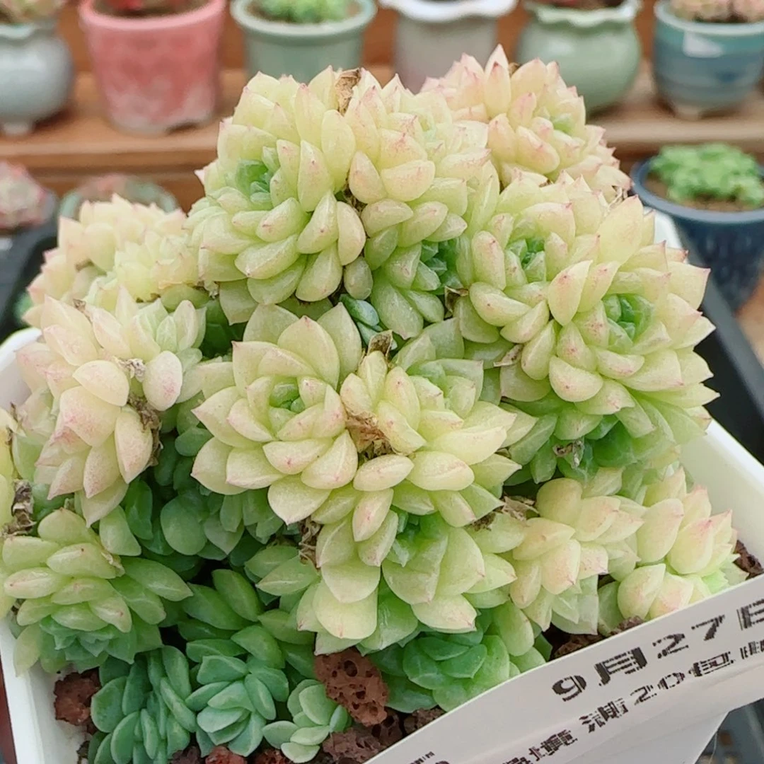 花语逸镜0927-05开播福利散