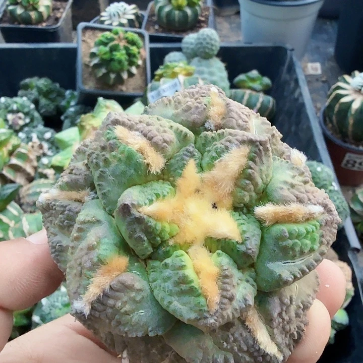 无花朵906紫肌连山牡丹