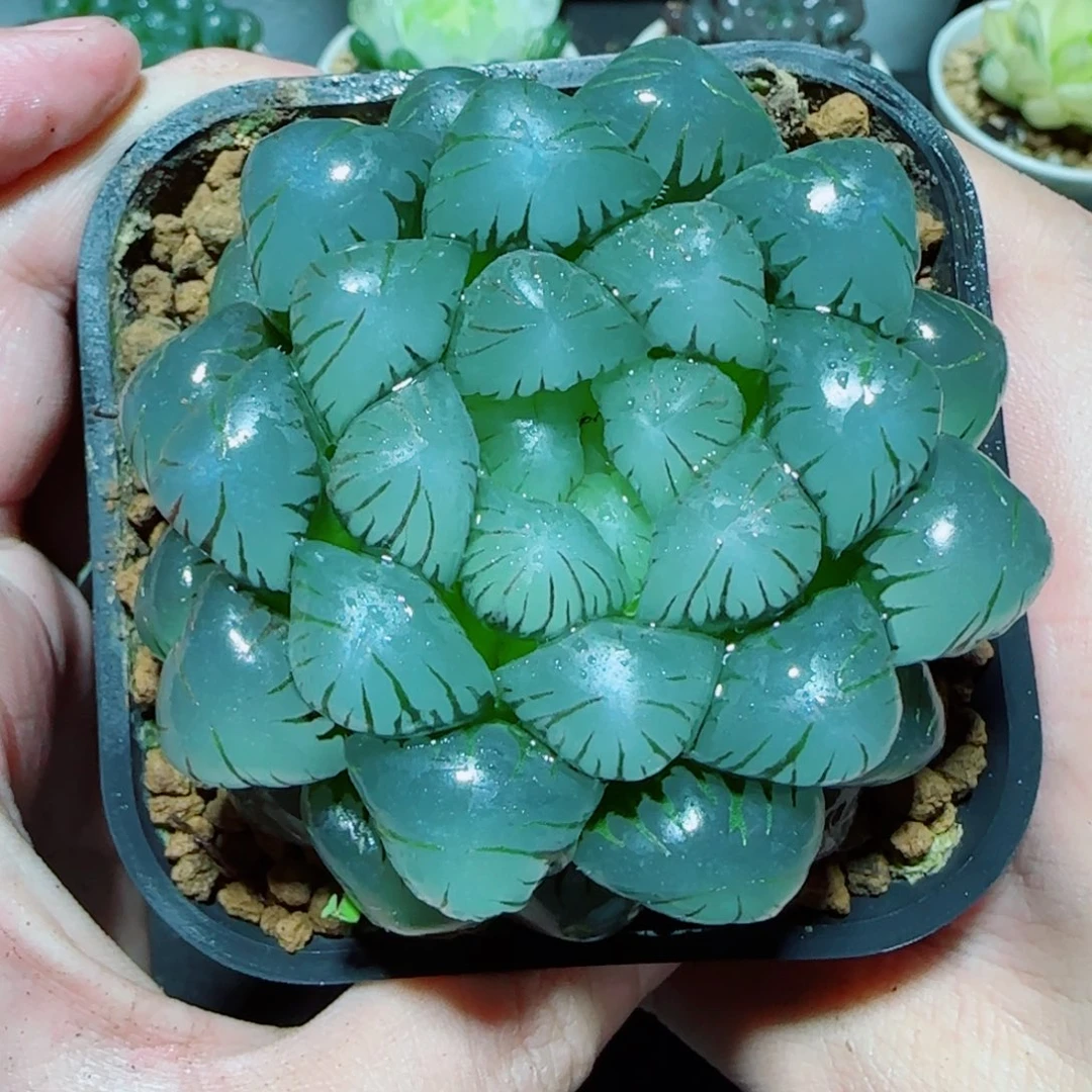 超大号母本冰灯多肉