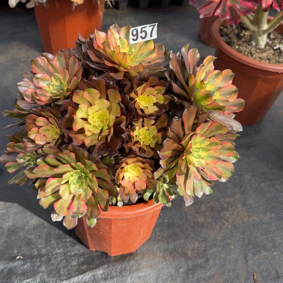 957多肉植物油画少女