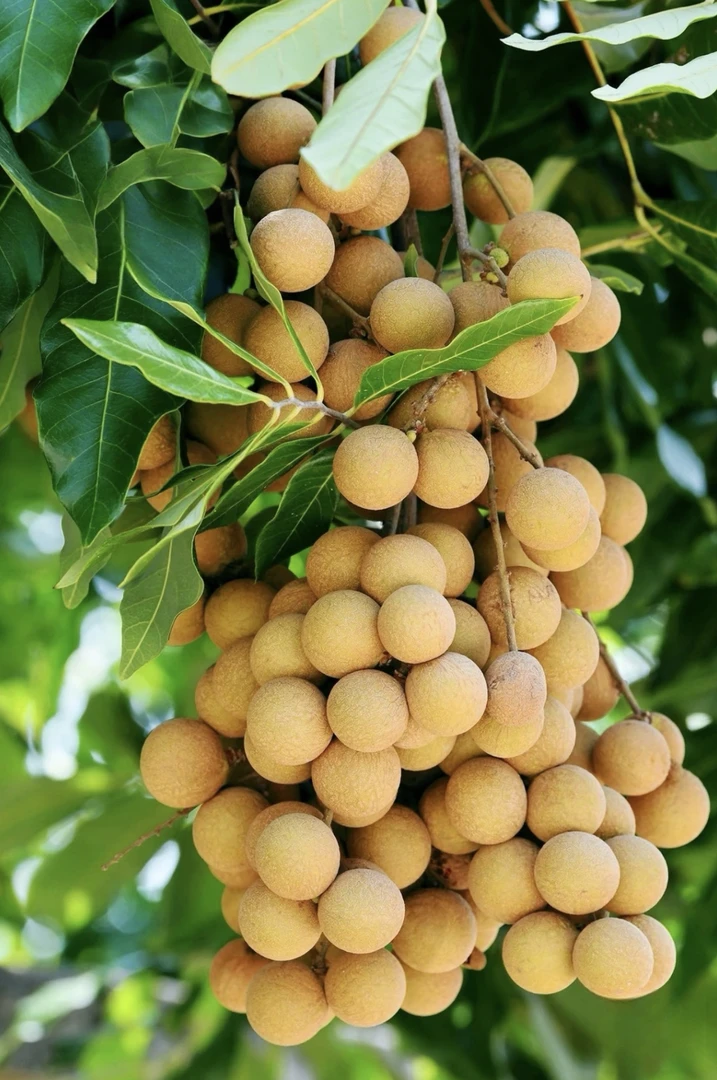 【顺丰包邮】广东高州石硖龙眼甜香甜可口现摘现发新鲜肉多爆口