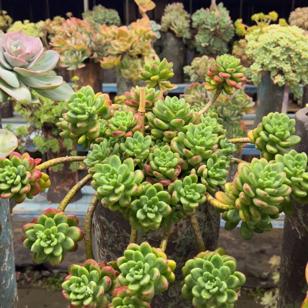 老桩香格里拉加5运费