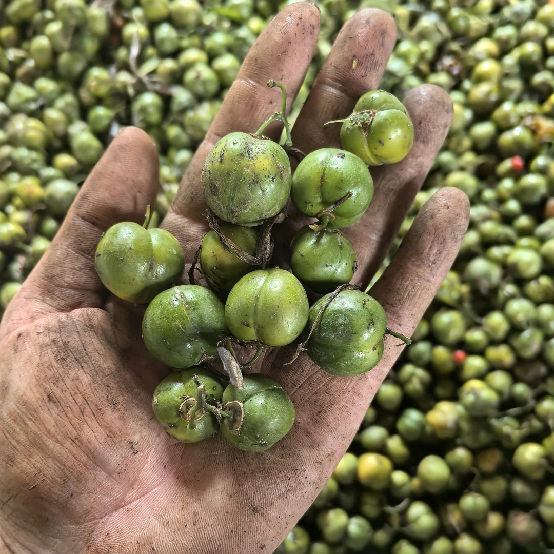重楼种子宽叶中红节节高种子七叶一枝花种子