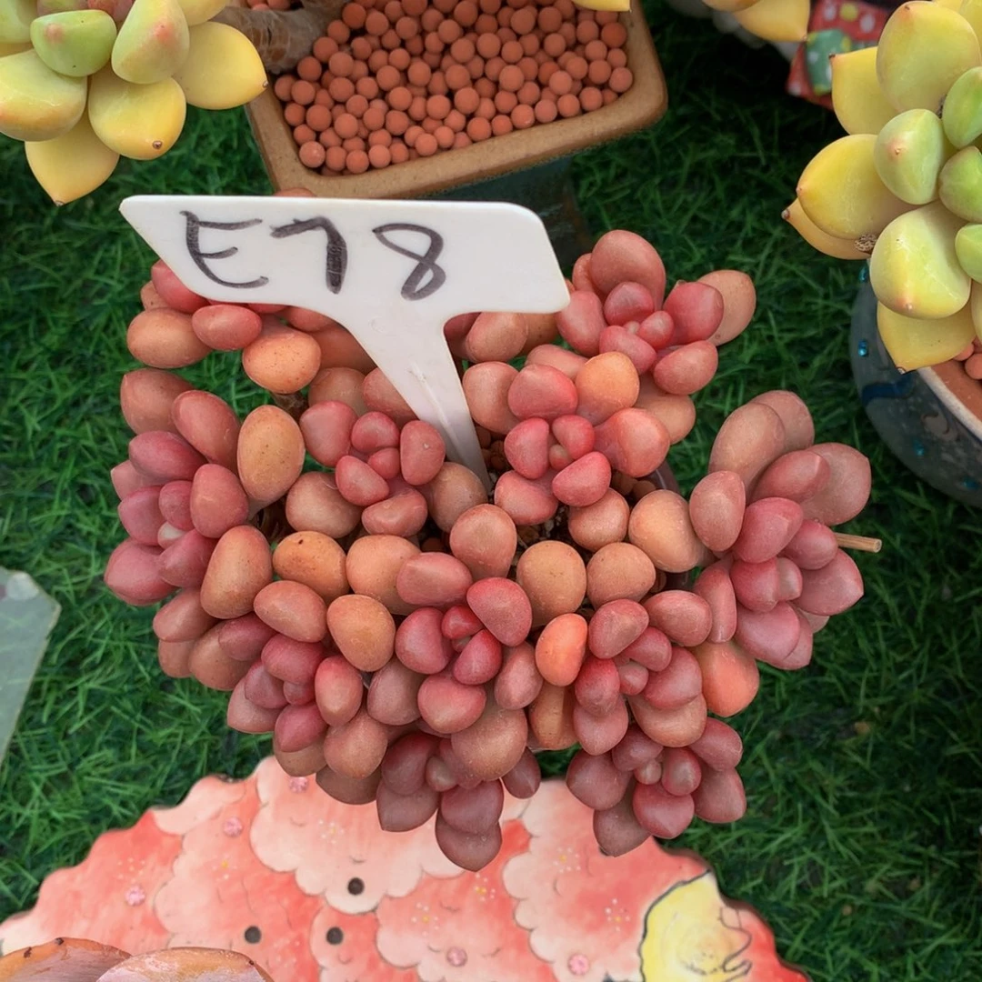 °***༒多肉植物6373737383
