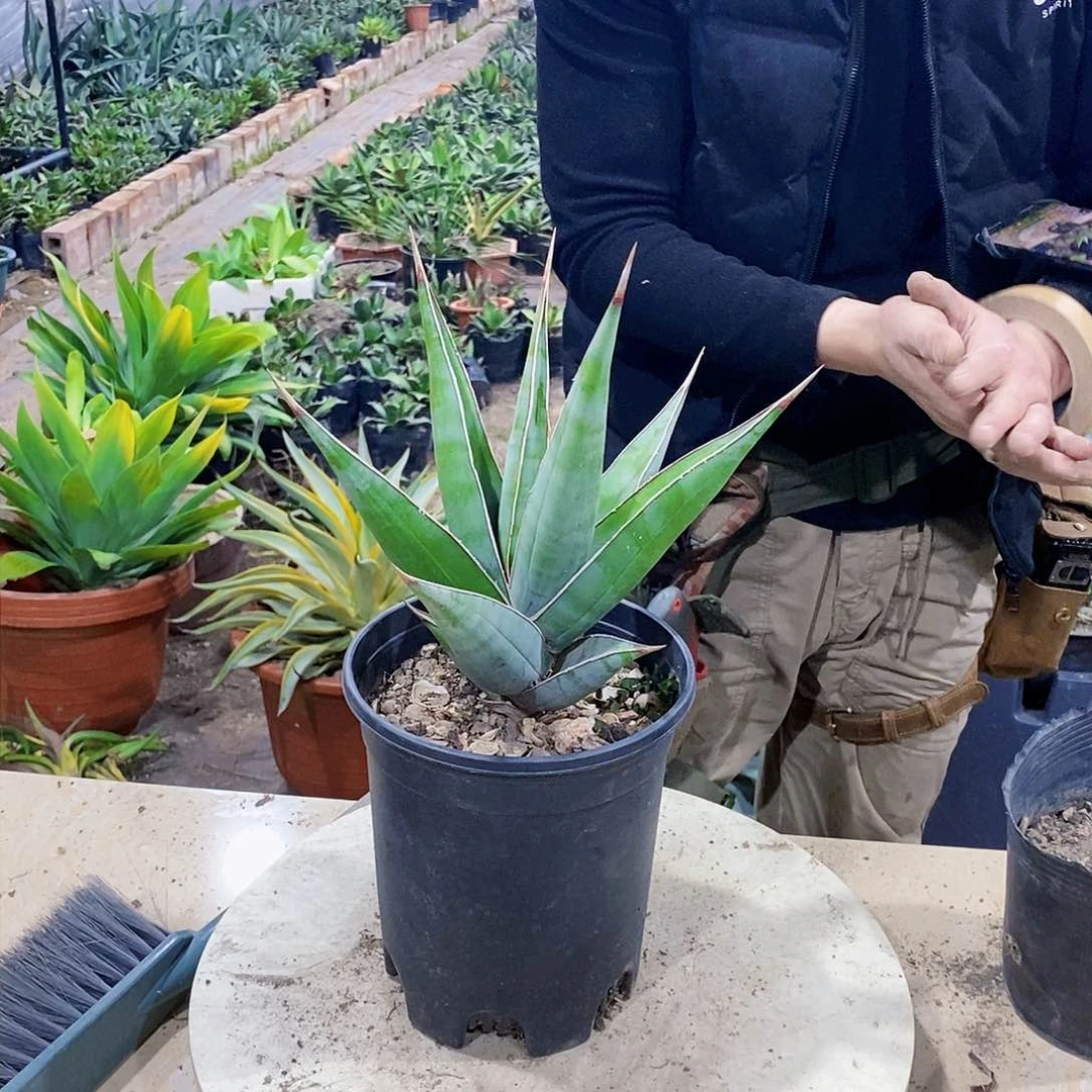 步行者虎皮兰冠幅20厘米左右量拍不带盆