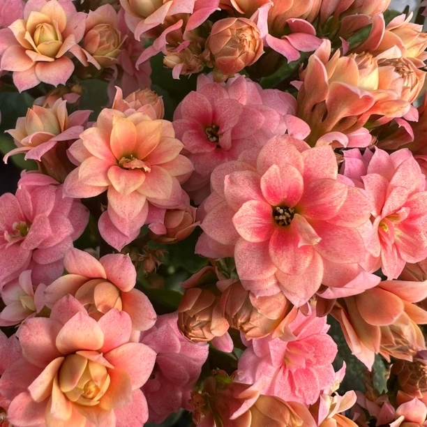 长寿花园～【奥伯龙】110盆