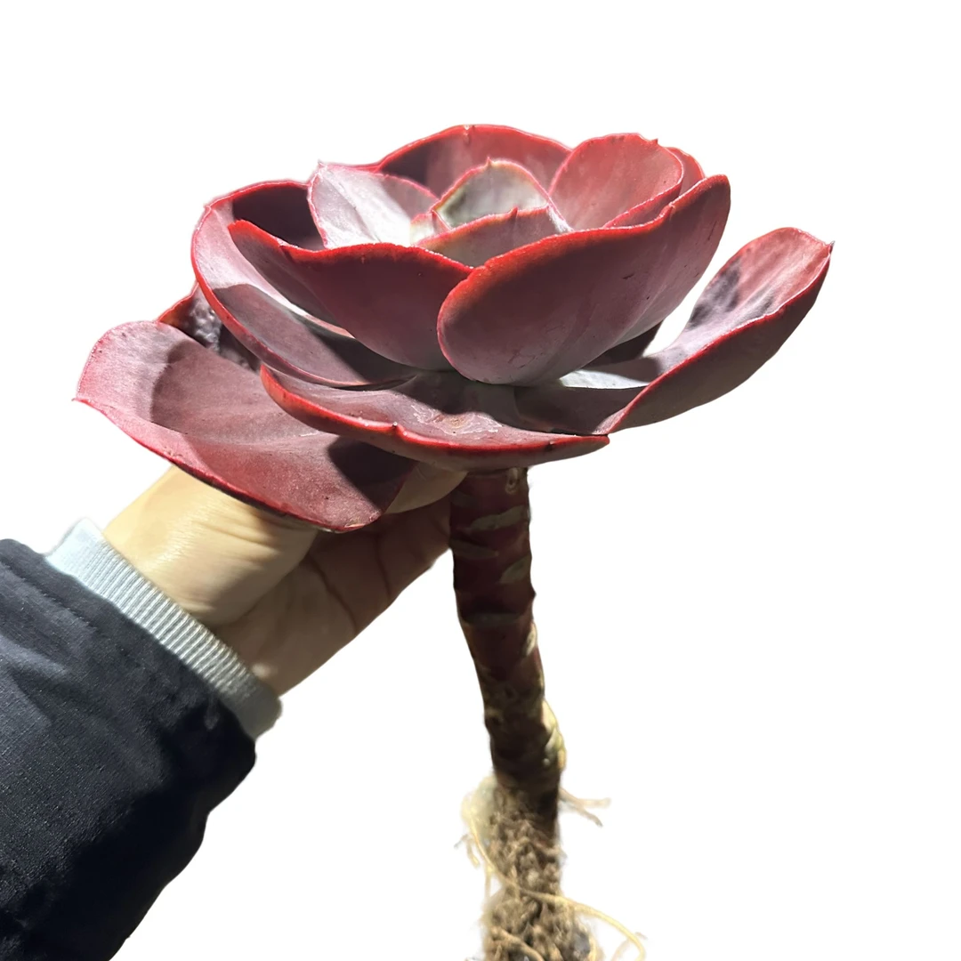 精品多肉植物  秀妍玫瑰