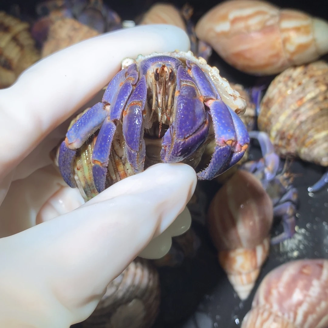 2.5通体紫不退不换