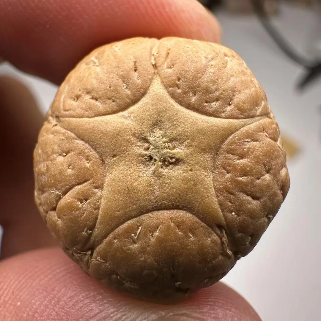 尼泊尔五星菩提，尺寸22，sss系列，货号21