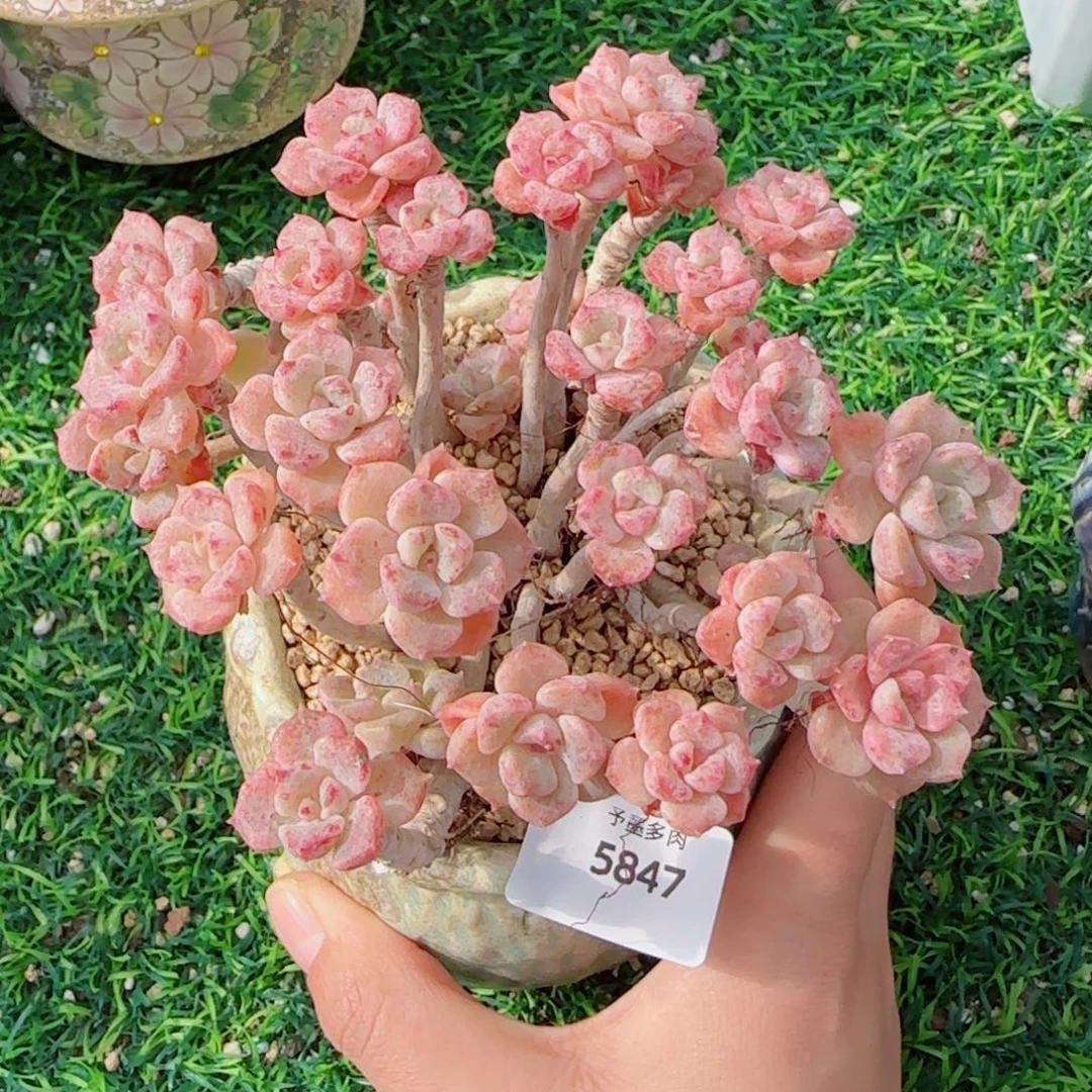 孤品群，5847多肉植物