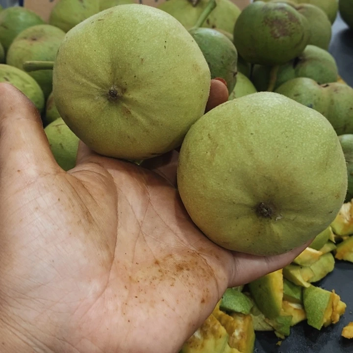 核桃手串/手链龙鼎