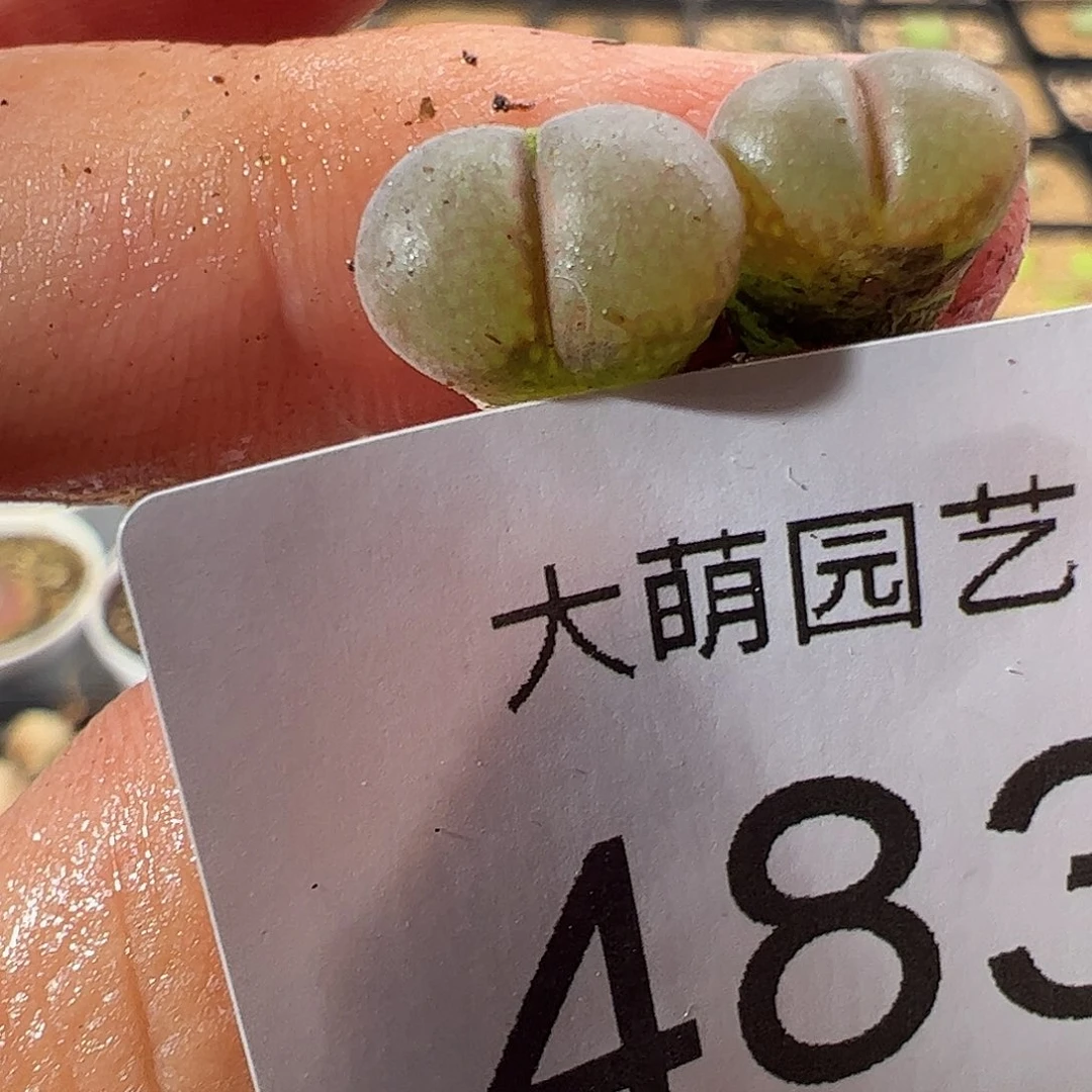 0000一物一拍……483彩虹风铃1804.2