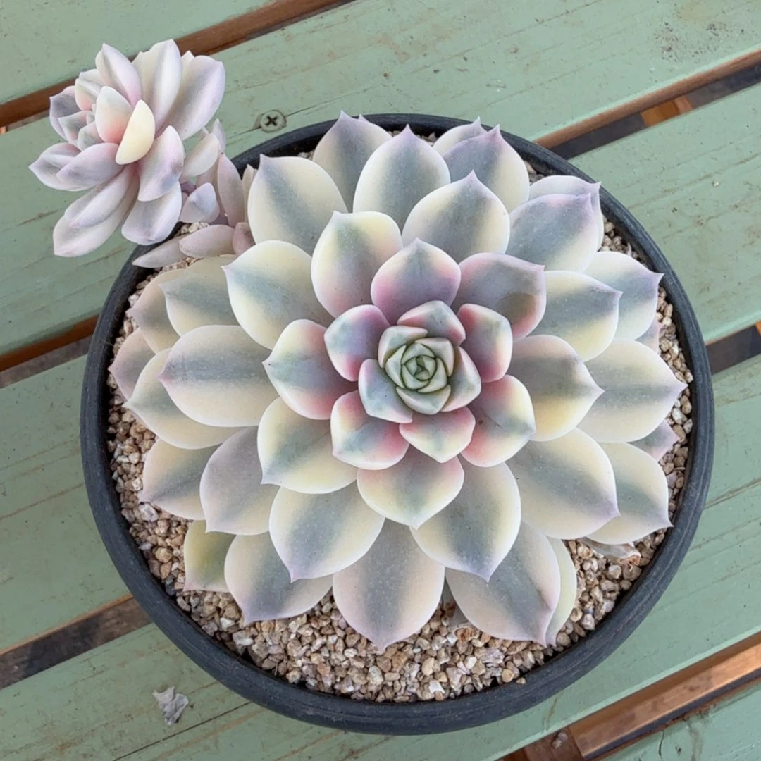 安娜锦锦上园艺一物一拍