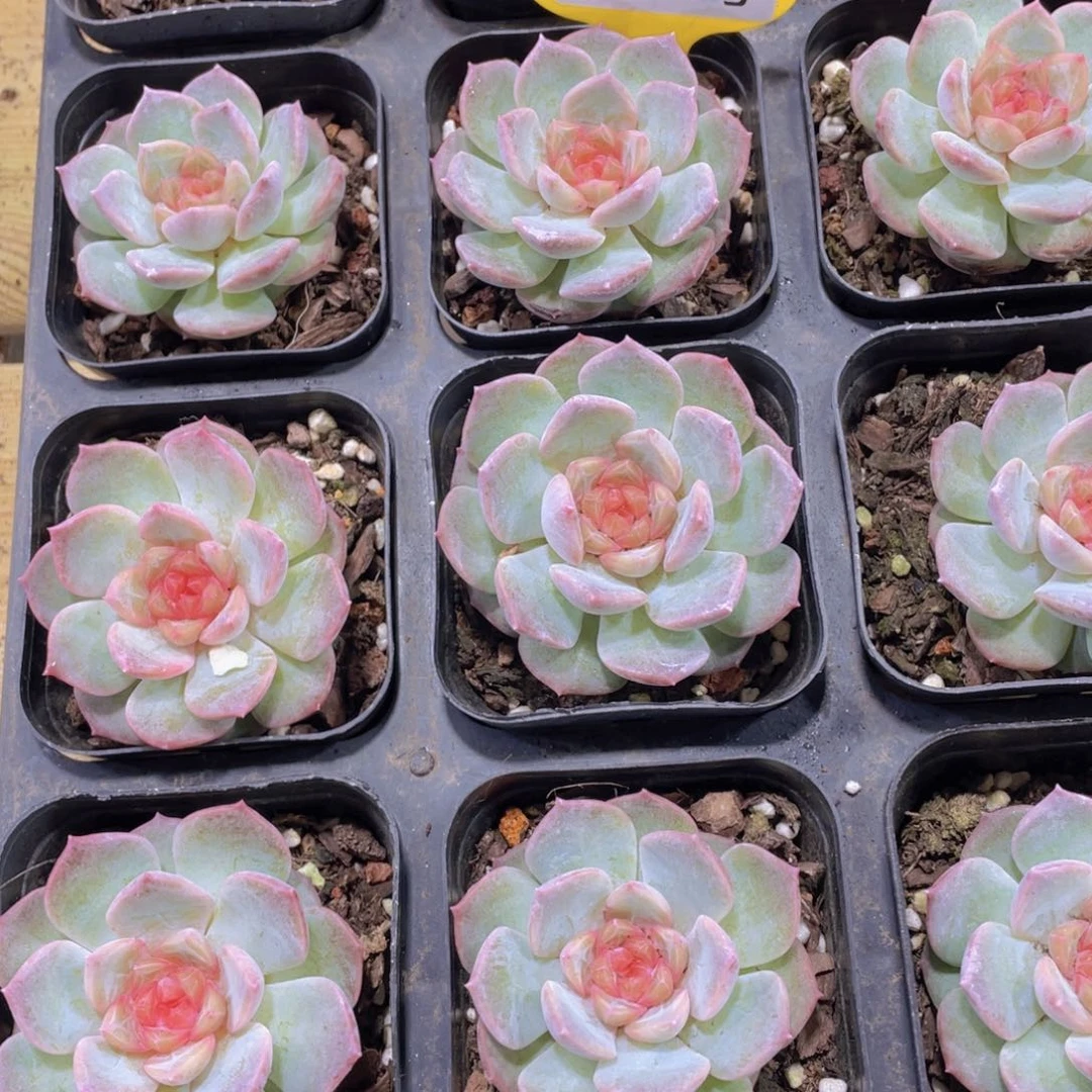 1386号 钻石粉红糖心单头两个