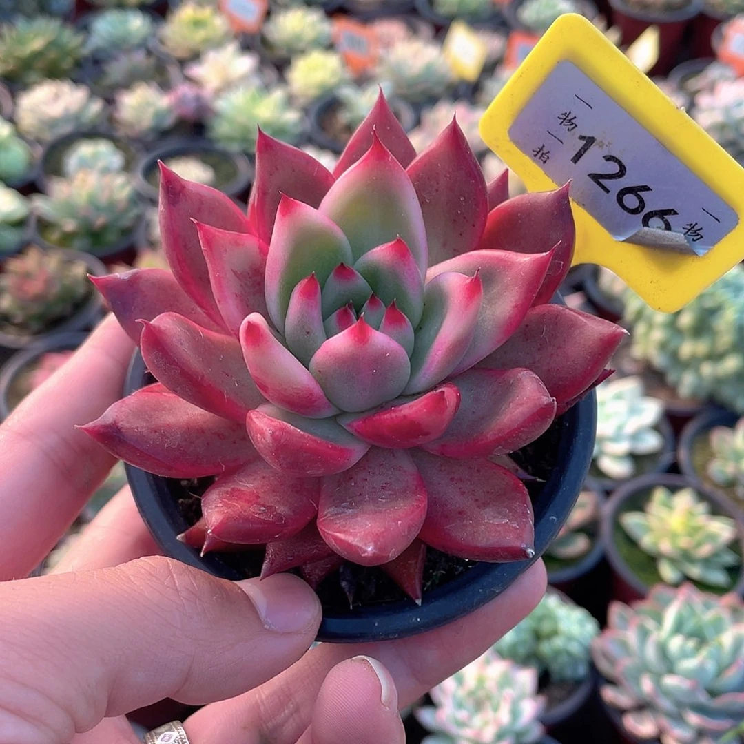 超佛1266号多肉植物