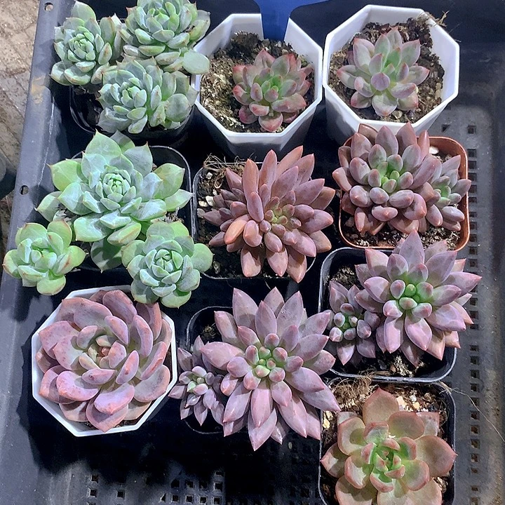 808号多肉植物园艺