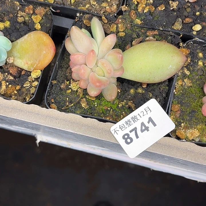 阿雅园艺。        8741