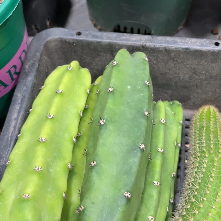 红花袖铺侧芽实生一代4.22