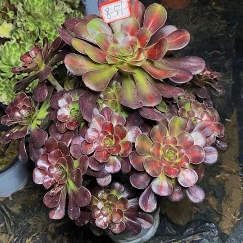 彩虹糖老桩捧花851号