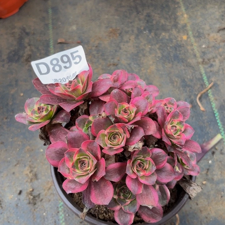 瑞妈多肉植物，895纳福
