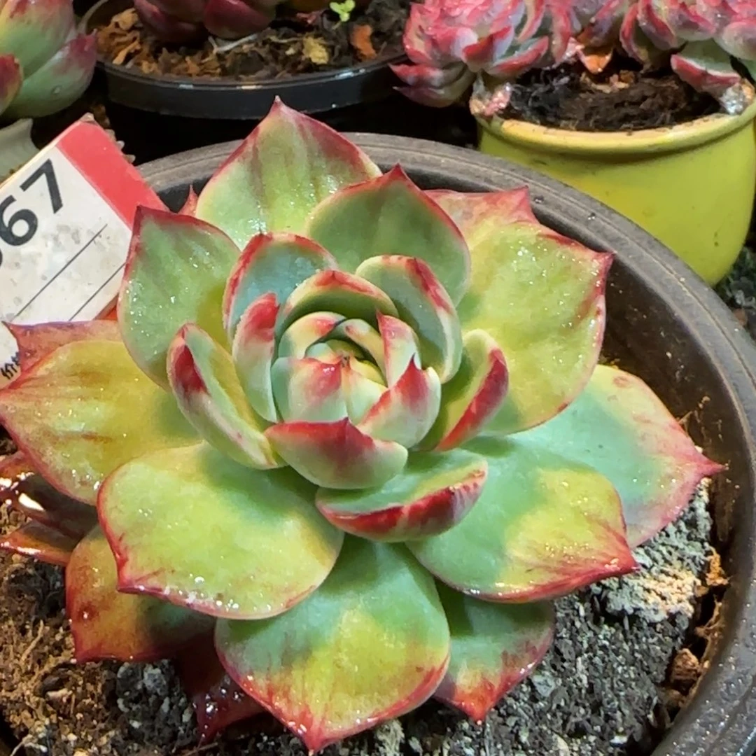 惊鸿一物一拍包装收缩花旱667