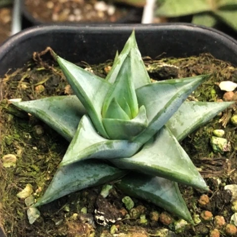 青瓷塔带盆发货哈哈哈