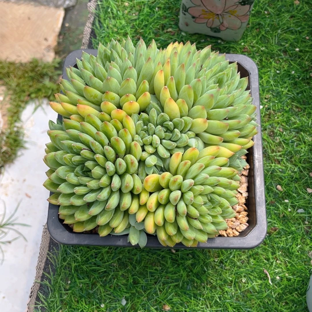 星际迷航55566666669999