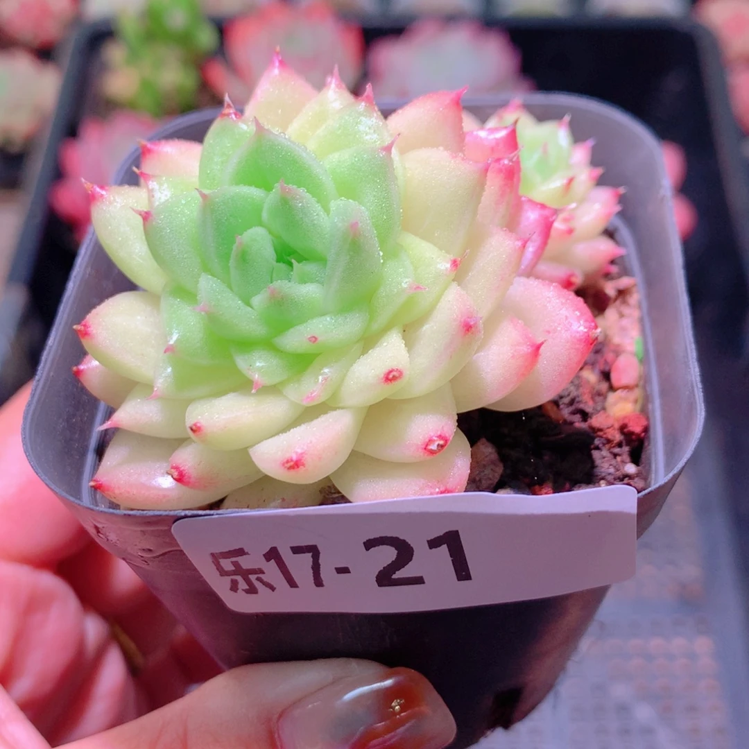 乐然17-21 麦秆双头