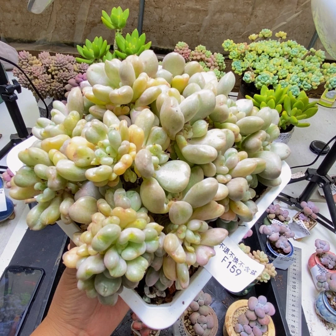 159比尔盖茨20cm多肉