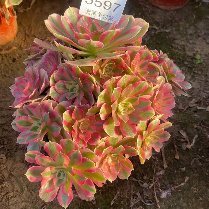 5597女巫的人的人肉