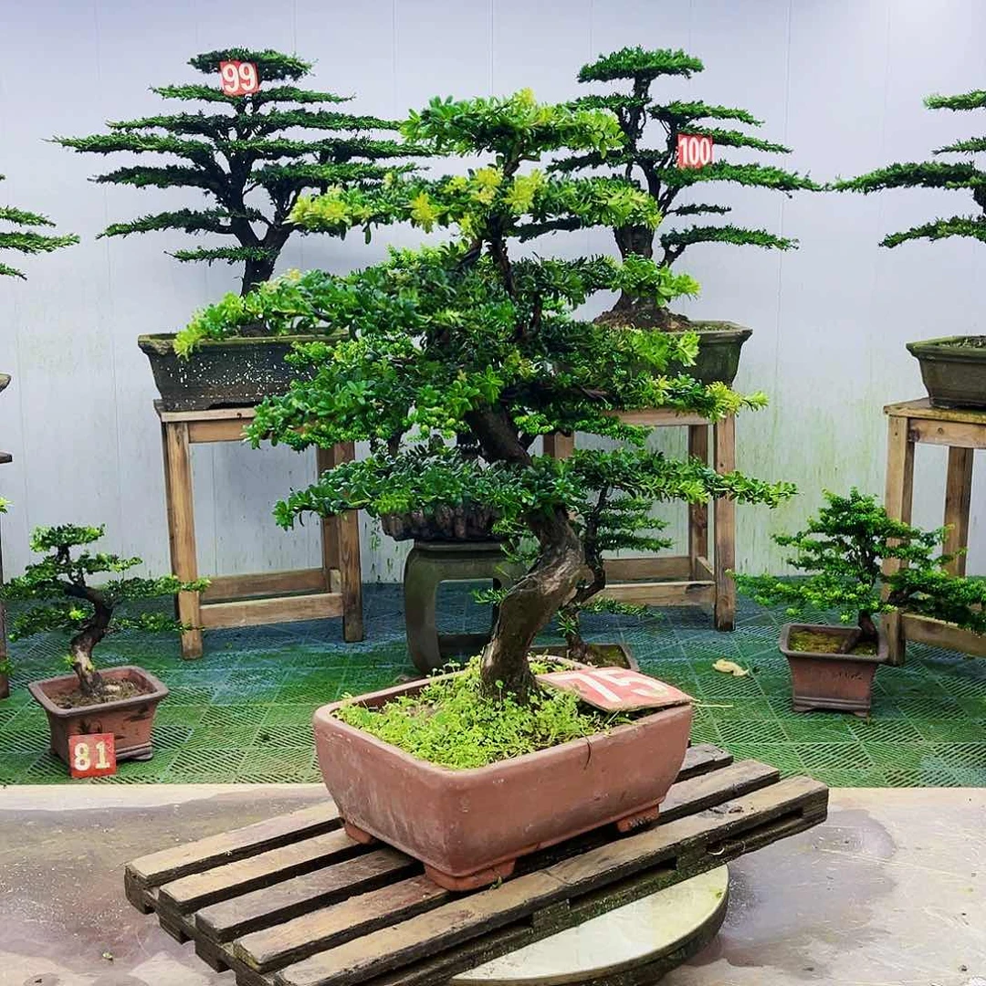 完全开放罗汉松盆景艺术
