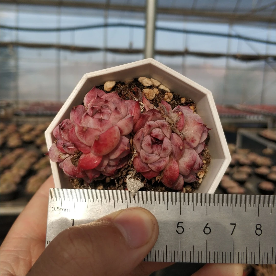 【天鹅绒7cm八角杯】云南多肉