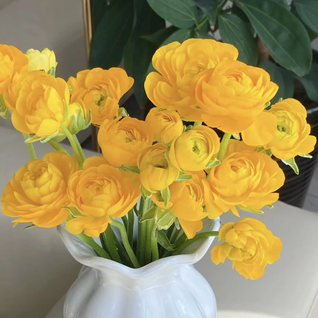 洋牡丹【黄色】盆栽庭院阳台爆花强花卉新手易养护