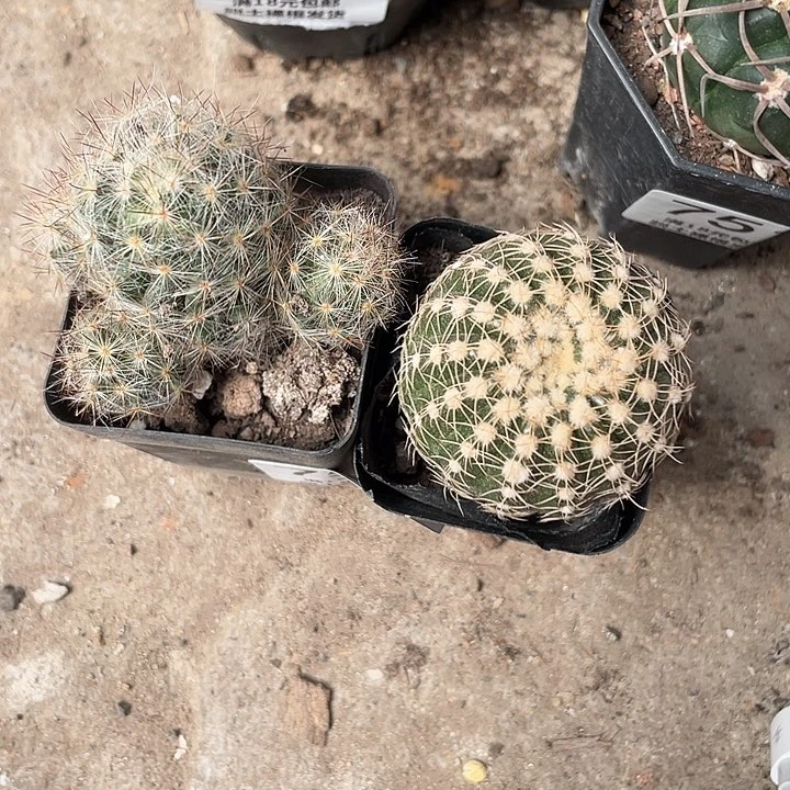 752仙人球开花植物