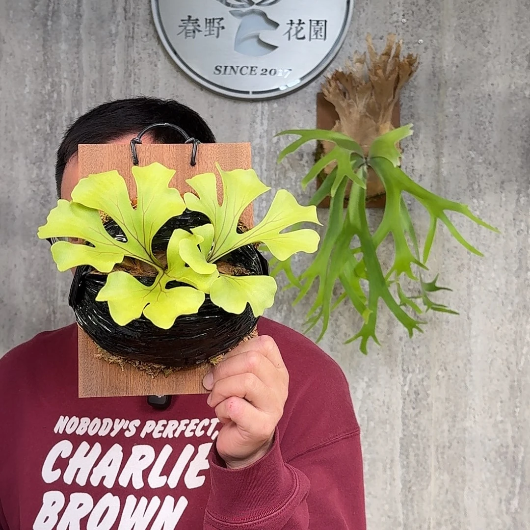 完全开放宽叶亚猴摩天轮鹿角蕨春野花园