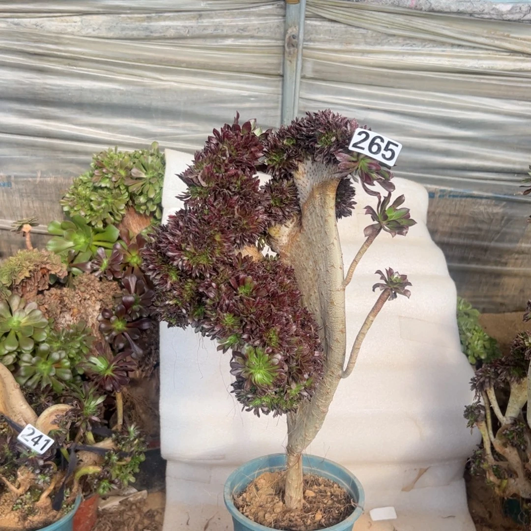 微瑕疵黑缀265高度48厘米