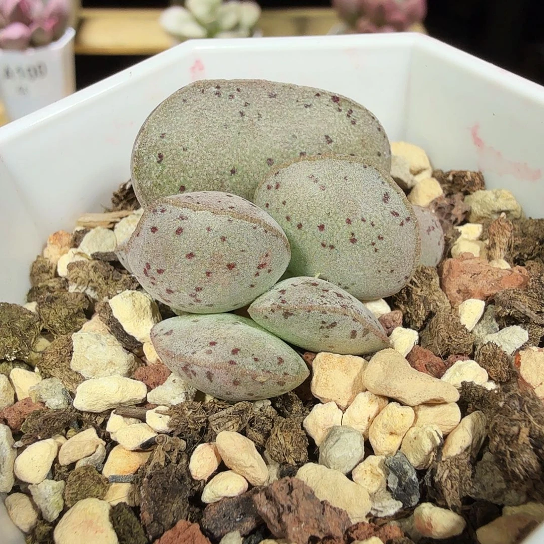 粉蛋水泡多肉植物