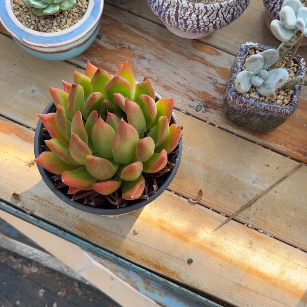 L***多肉植物保护研究所所长