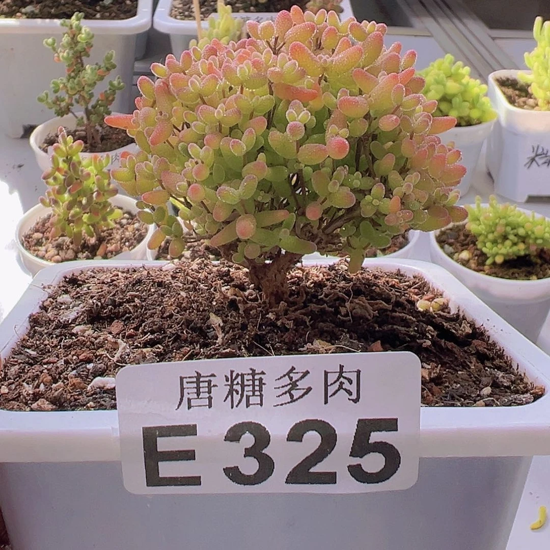 蜜橘糖球枝干番杏325