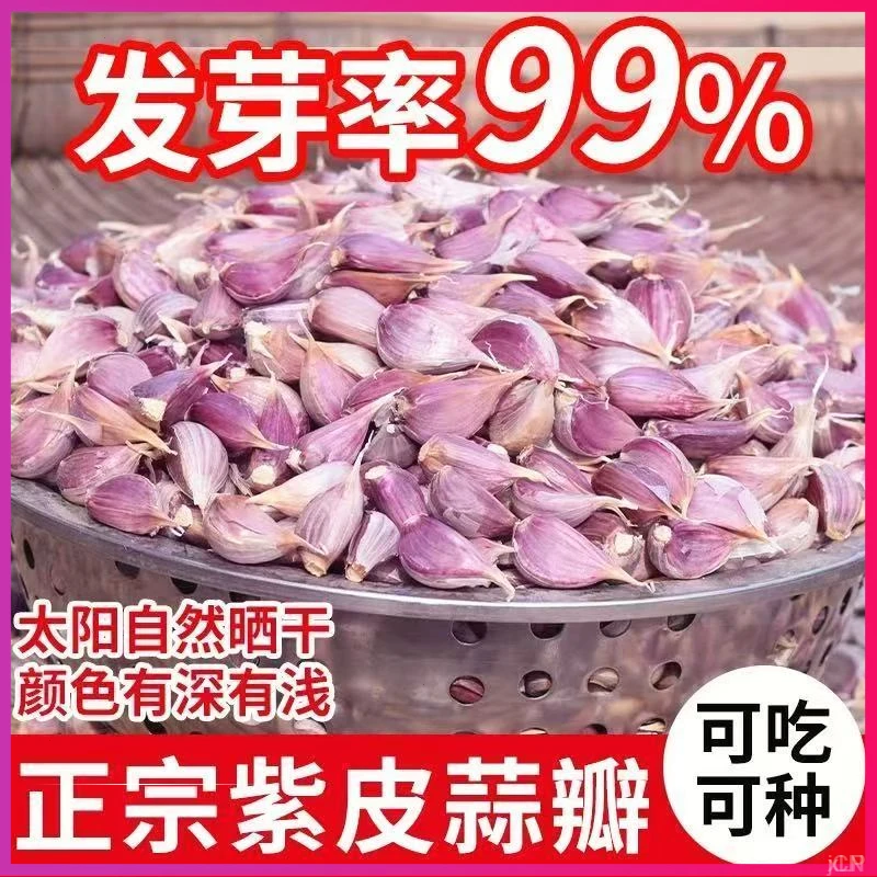 彭州四川省蒜种种大蒜红蒜出白帽蒜苔根苗大蒜蒜种正月早种耐寒苔