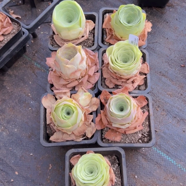 281 不包损裸根不带土发货