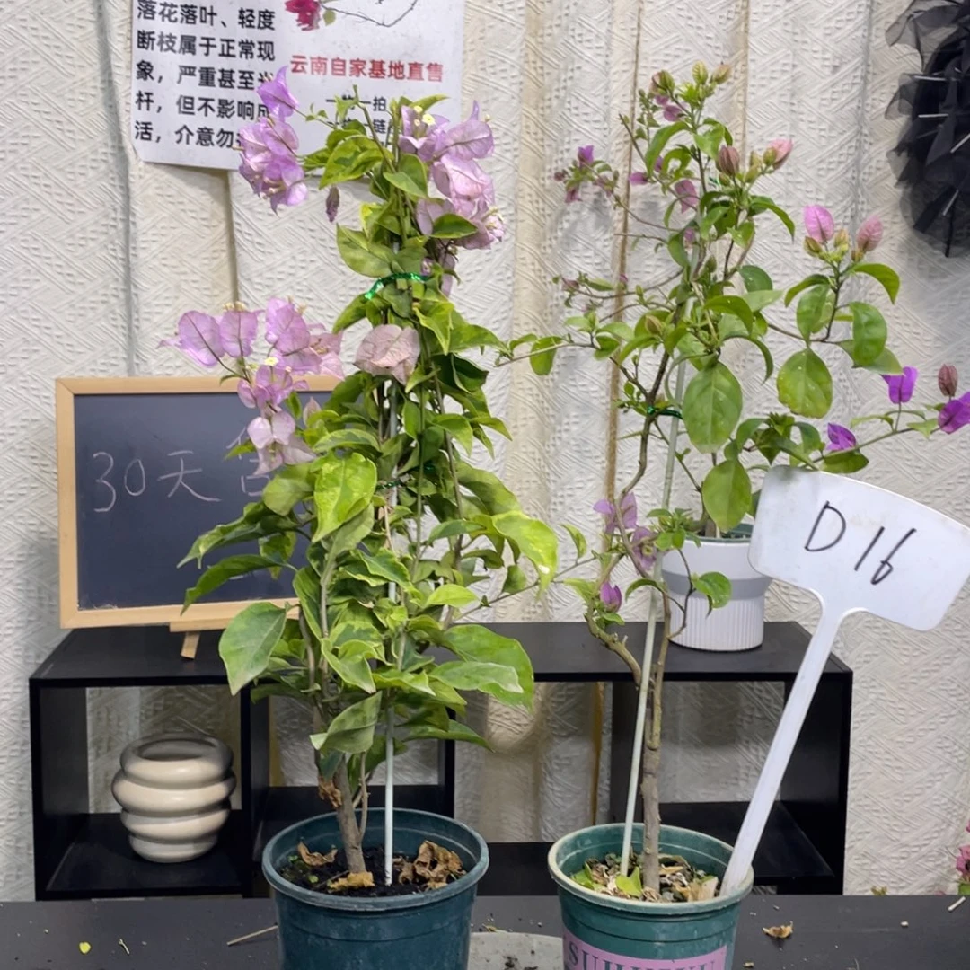 琪***呀全部花朵金边丽娜+巴西紫D16