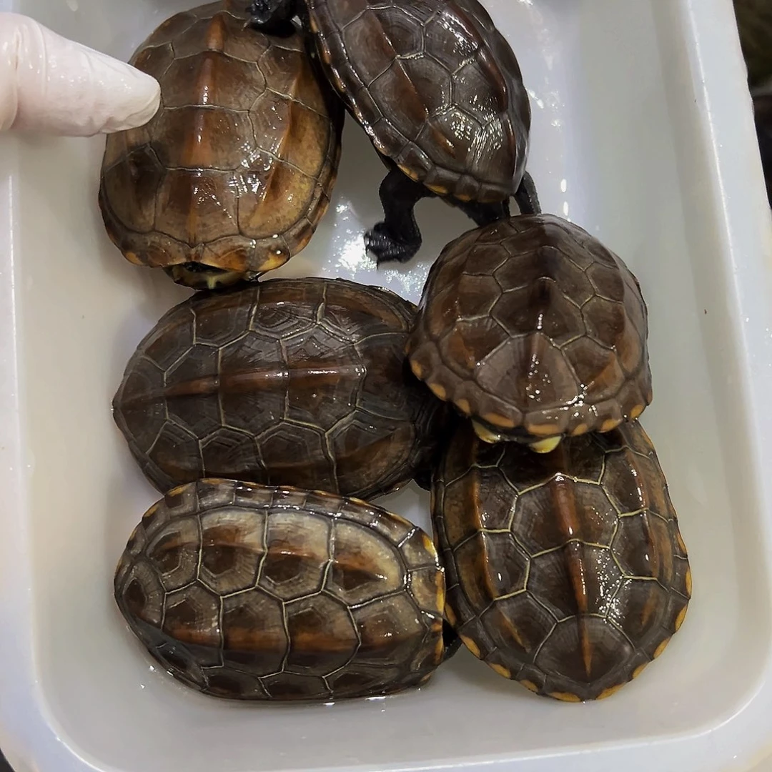 高***一母中华草龟6只草龟